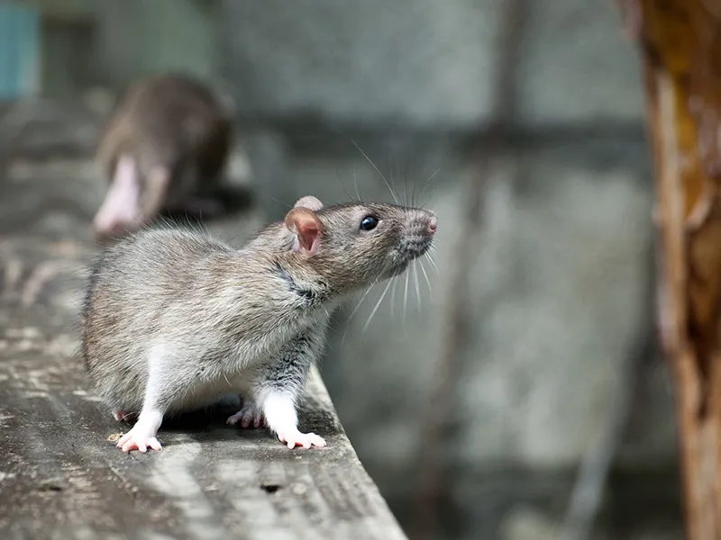 Pest Control